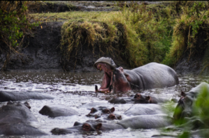 budget Ngorongoro Crater safari