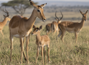 Tanzania safari cost Northern Circuit operator