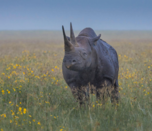 Premium Tanzania Safari Deal