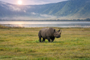 Ngorongoro Safari Prices