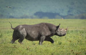 Tanzania safari Ngorongoro price