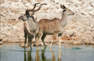 exclusive Tanzania safari tour holiday