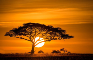 premium Tarangire safari vacation