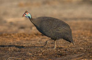 Lake Manyara safari Ruaha deal