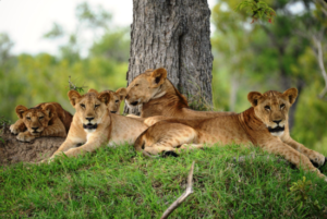 photography Nyerere National Park safari holiday