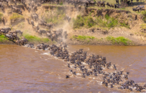Serengeti safari Arusha price