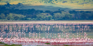 Fly In Lake Manyara Safari Vacation