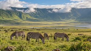 Tanzania Northern Circuit Safari