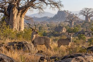 all inclusive Ngorongoro Crater safari
