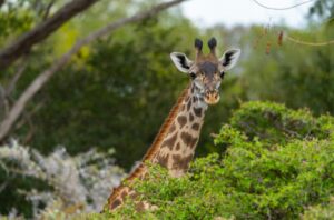 Top Ruaha safari