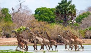 Ruaha & Serengeti Safari