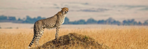 Tanzania safari itinerary Northern Circuit packages