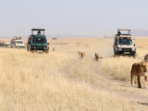 top Tanzania safari tour