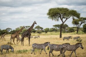 Tanzania safari itinerary