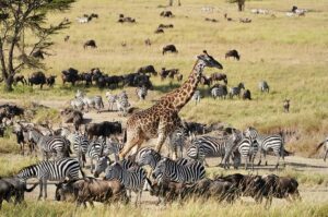 Tarangire safari
