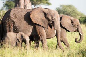 Ruaha Safari Arusha Cost