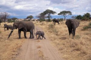 Ngorongoro Crater & Serengeti Safari