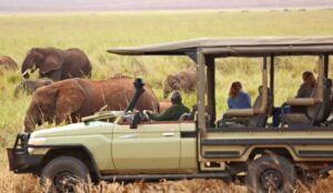 Serengeti safari