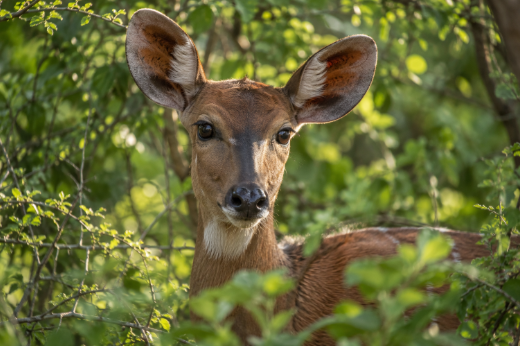Best Tanzania Safari Holiday | Kilipath African Safaris