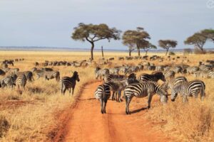 Tanzania Safari Arusha Price