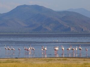 Best Lake Manyara Safari