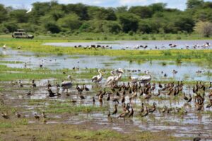 Premium Tanzania Wildlife Safari