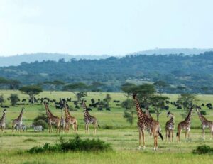 Ruaha safari