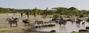 all inclusive Serengeti safari
