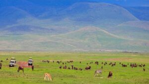 all inclusive Tanzania safari
