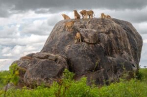 Tanzania safari tour