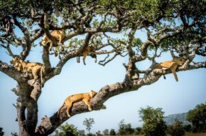 guided Nyerere national park safari