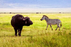 Ngorongoro Crater safari
