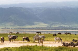 Private Ngorongoro Crater Safari