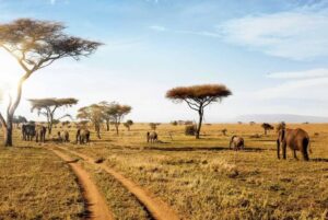 Tanzania safari