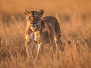 exclusive Tanzania safari