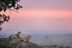 premium Nyerere national park safari