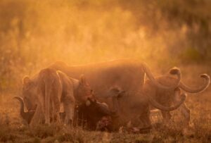 Ruaha safari