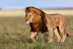 Tanzania safari cost