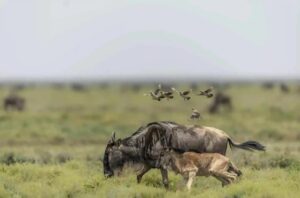 Tanzania safari