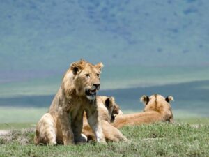 Cheap Tanzania Safari