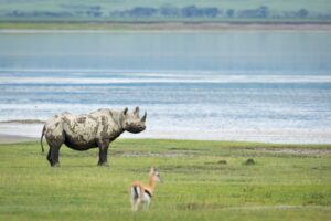 fly in Ngorongoro Crater safari