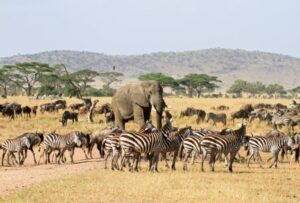 Photography Tarangire Safari