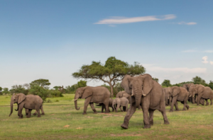cheap Nyerere National Park safari trip