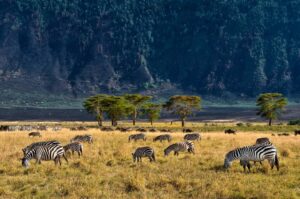 Ngorongoro Crater Safari