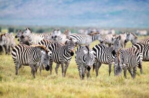 Group Nyerere National Park Safari