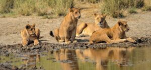 Best Ngorongoro Crater Safari
