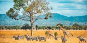 Top Tanzania Wildlife Safari