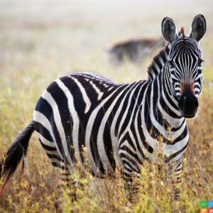 Private Tarangire Safari
