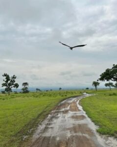 Guided Tanzania Safari