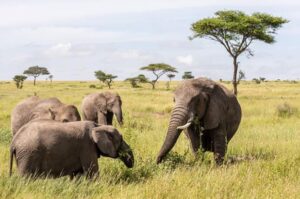 All Inclusive Tarangire Safari